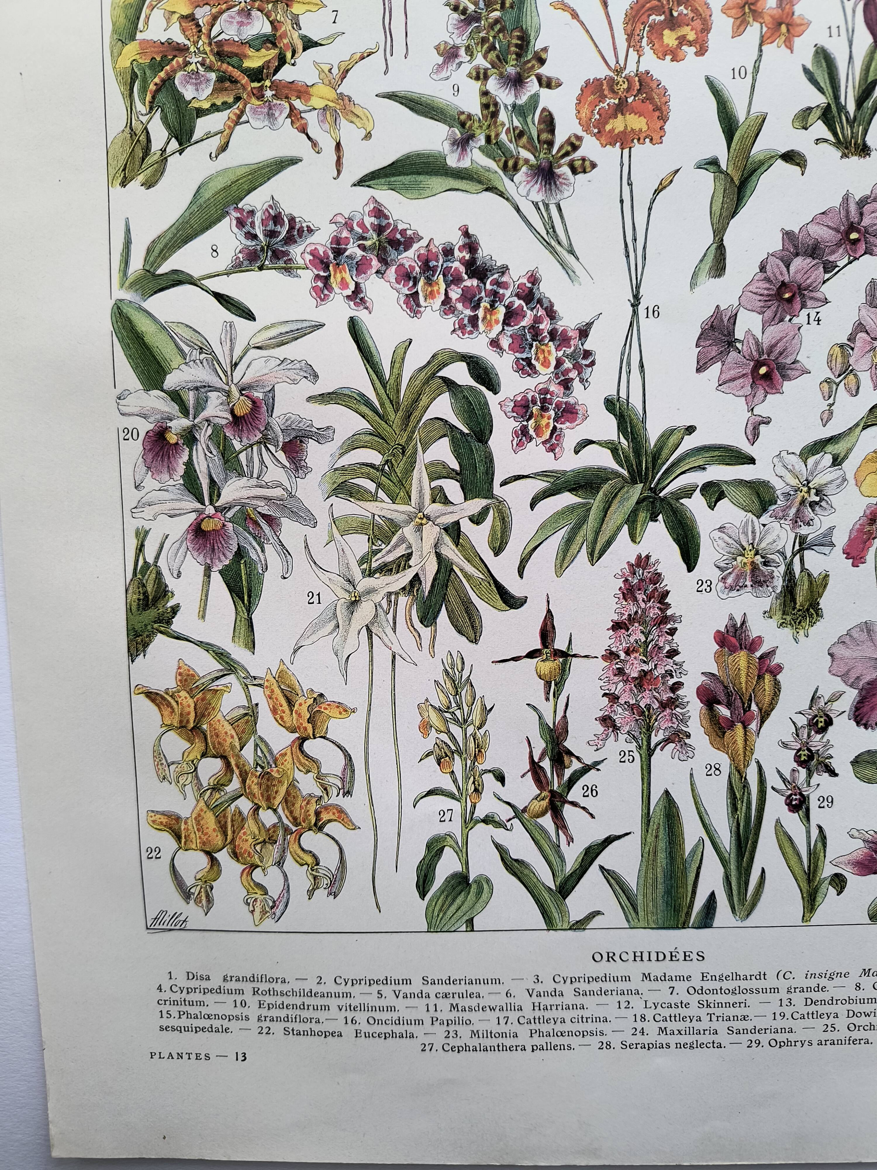 Antique botanical engraving, 1922 - Orchids by A. Millot - flora plate
