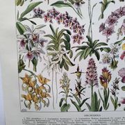 Gravure botanique ancienne  1922 - Orchidées par A.Millot - planche flore