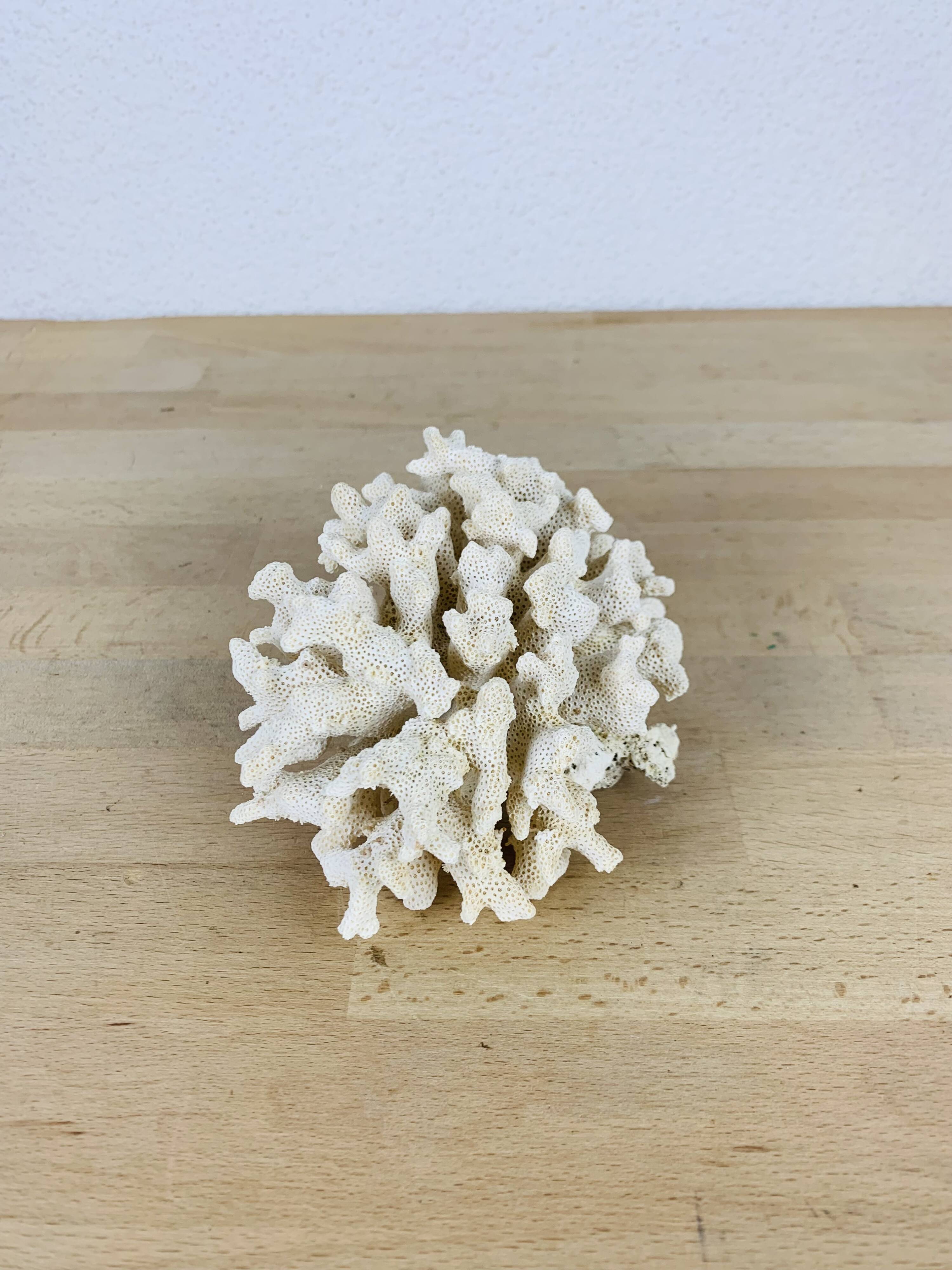 Old white coral 14 cm