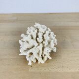 Old white coral 14 cm