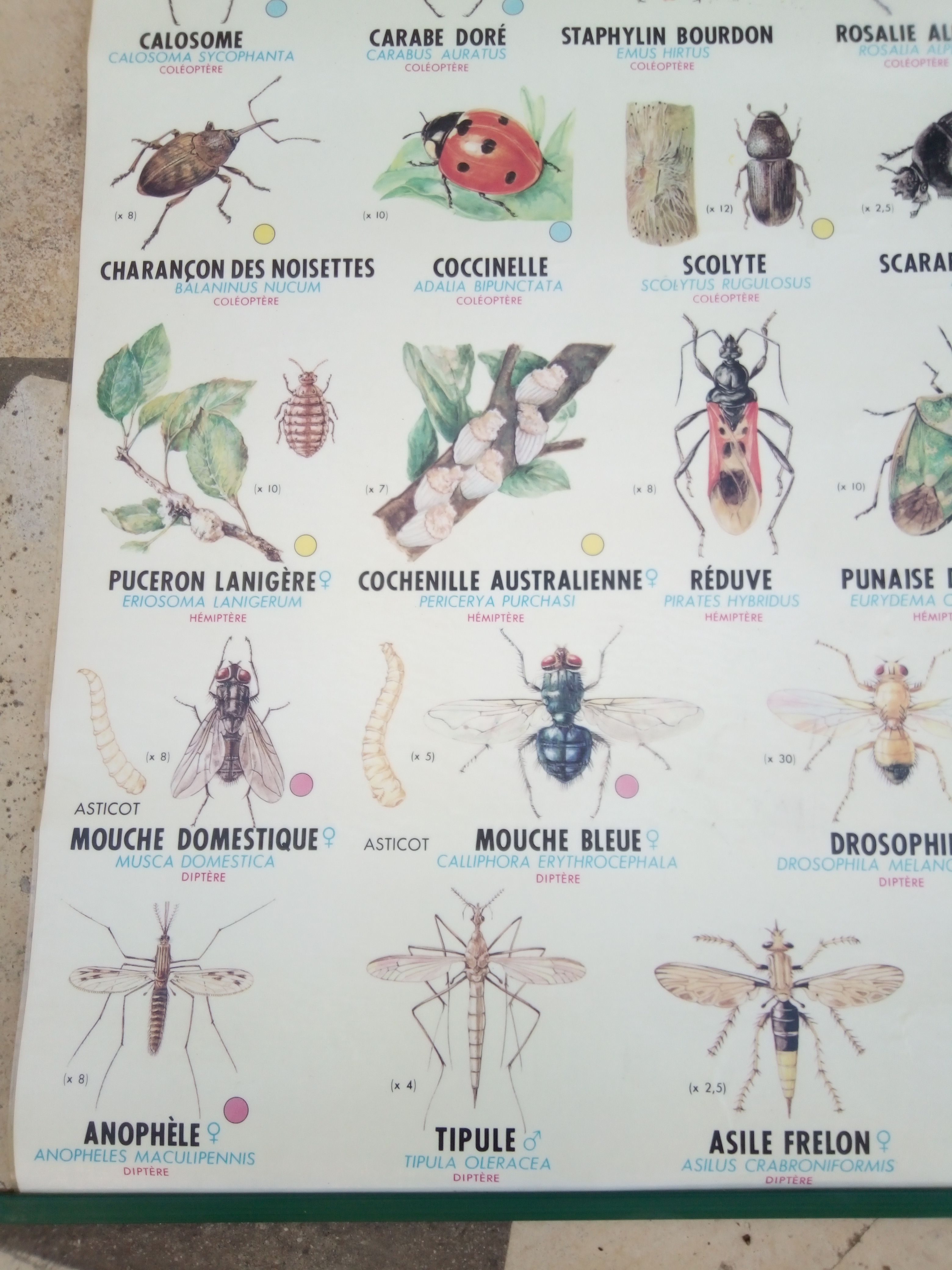 Affiche scolaire des années 70 insectes utiles et nuisibles | Selency