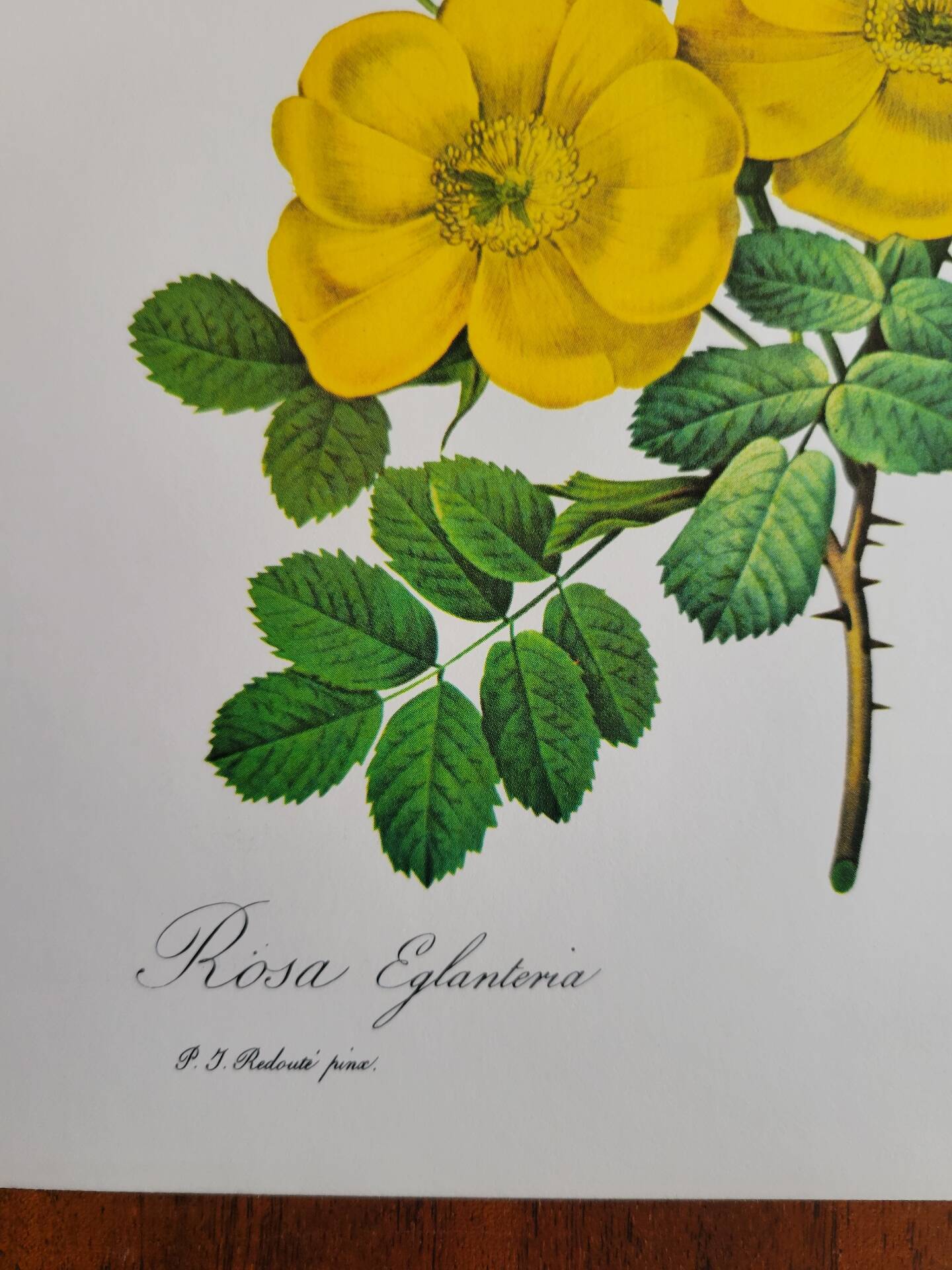 Botanical plate Wild Rose P.J. Redouté 1960