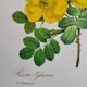 Botanical plate Wild Rose P.J. Redouté 1960
