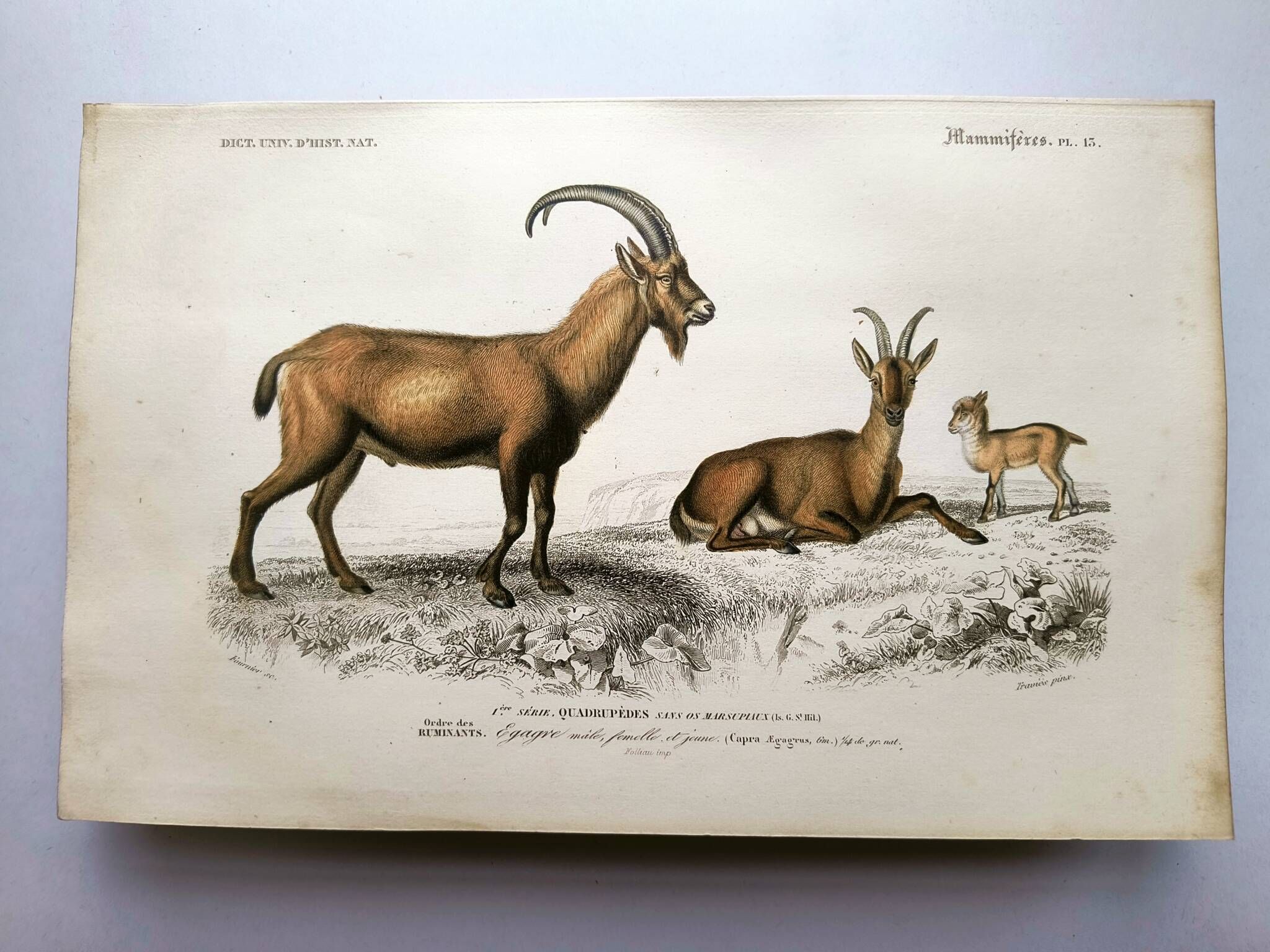 Old engraving from 1849. Egagre by E.Travies. Atlas of Orbigny. color