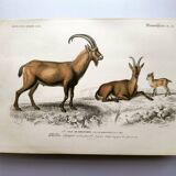 Old engraving from 1849. Egagre by E.Travies. Atlas of Orbigny. color
