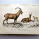 Old engraving from 1849. Egagre by E.Travies. Atlas of Orbigny. color
