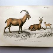 Old engraving from 1849. Egagre by E.Travies. Atlas of Orbigny. color