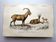 Old engraving from 1849. Egagre by E.Travies. Atlas of Orbigny. color
