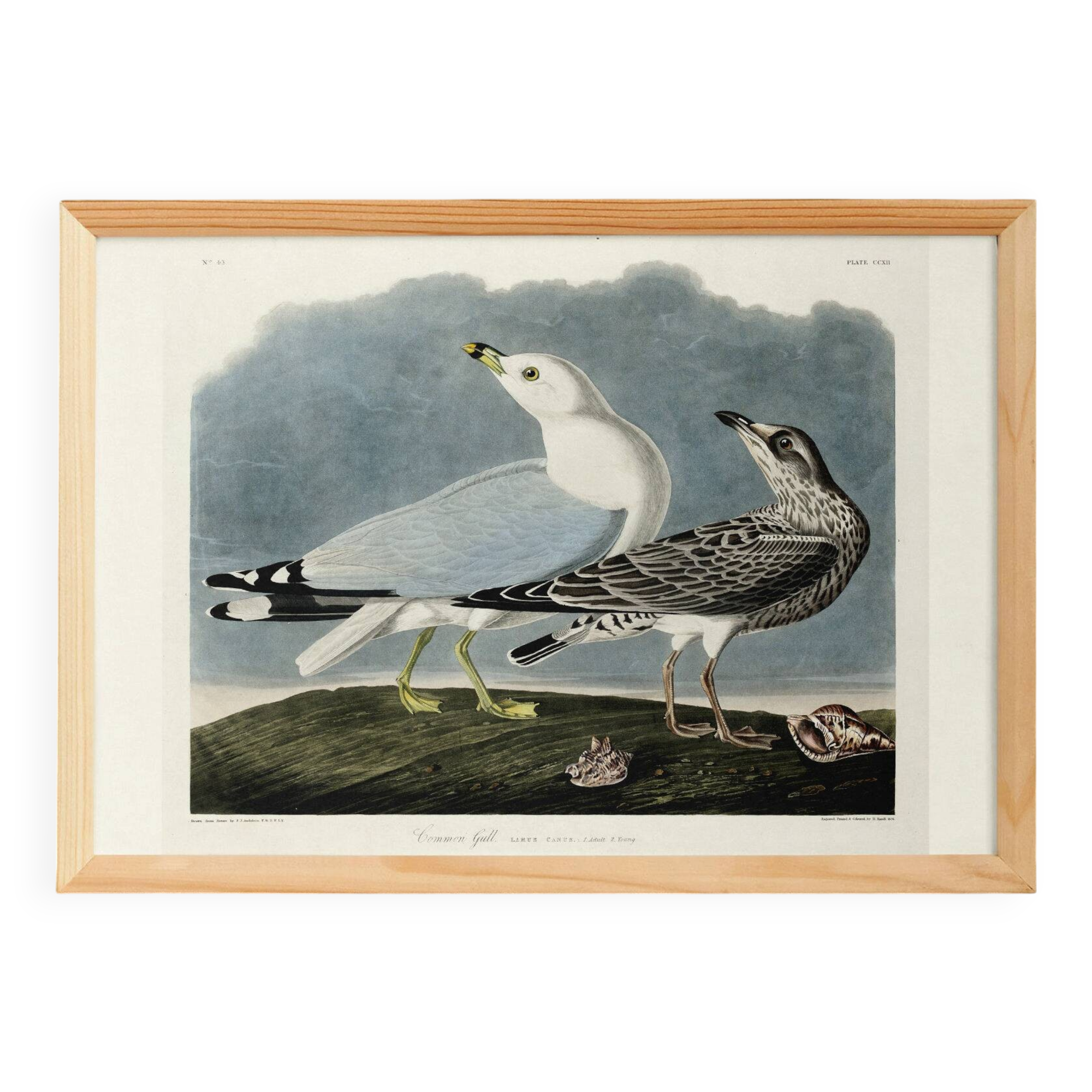 Poster about the Laughing Gull, after an old engraving from 1827.