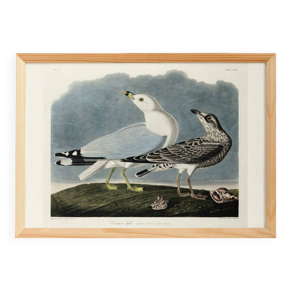 Affiche sur la Mouette rieuse, d’après une gravure ancienne de 1827.