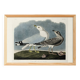 Poster about the Laughing Gull, after an old engraving from 1827.
