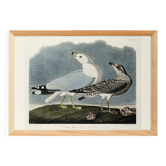Affiche sur la Mouette rieuse, d’après une gravure ancienne de 1827.