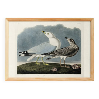 Poster about the Laughing Gull, after an old engraving from 1827.