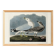 Poster about the Laughing Gull, after an old engraving from 1827.