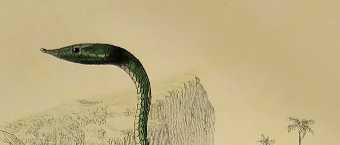 Original zoological plate of 1839 "saurian" nasic,....