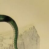 Original zoological plate of 1839 "saurian" nasic,....