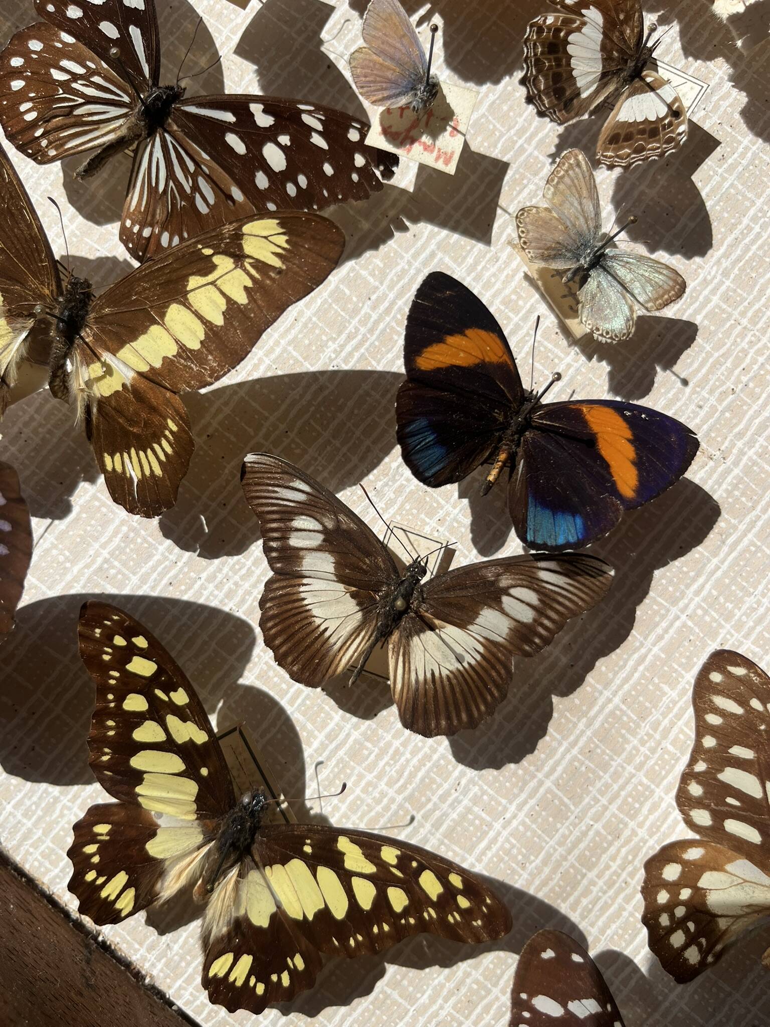 Vitrine / Collection de papillons anciens - 62 papillons