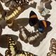 Vitrine / Collection de papillons anciens - 62 papillons