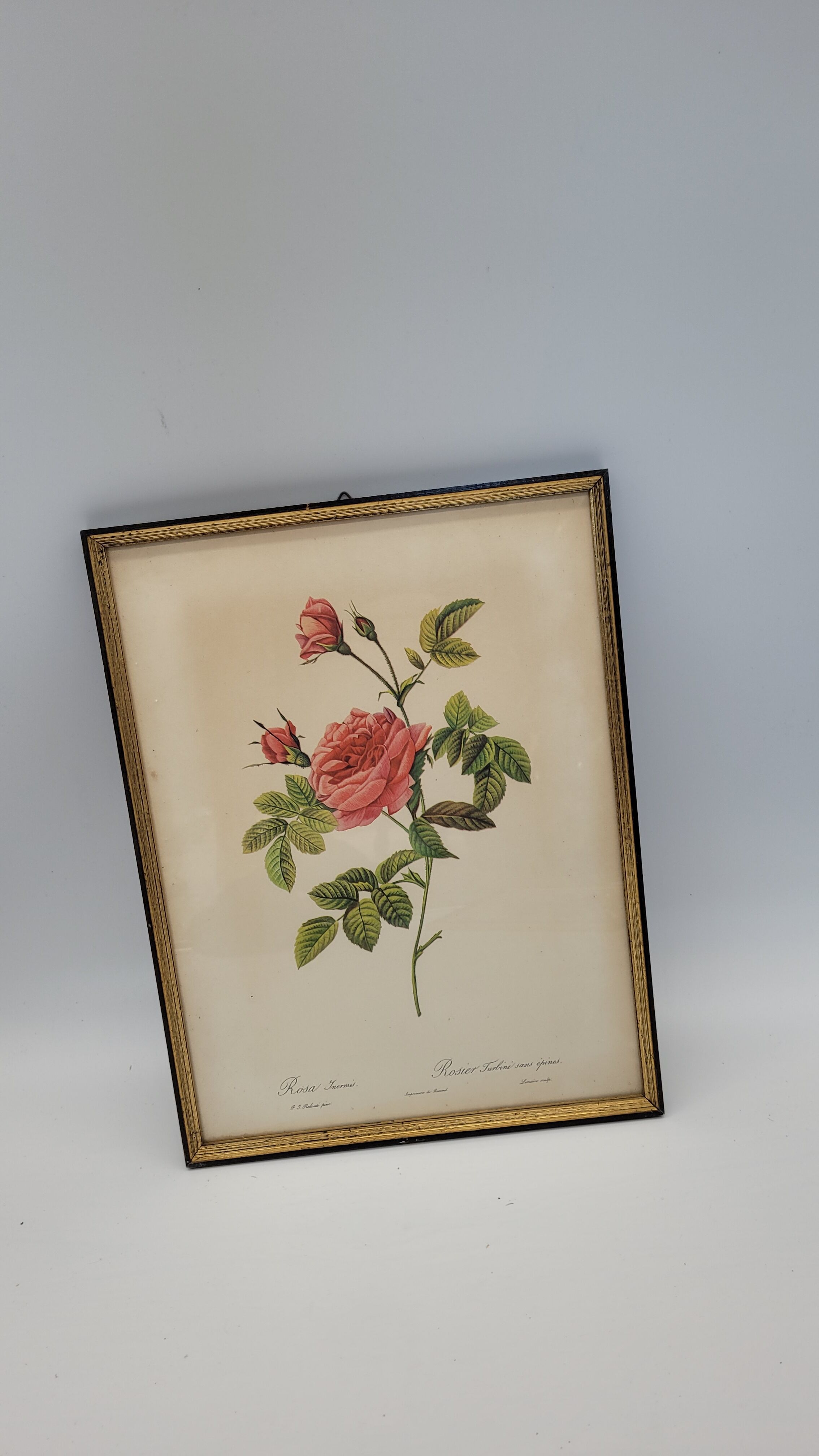Lithograph Turbiné rose without thorns frame