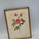 Lithograph Turbiné rose without thorns frame