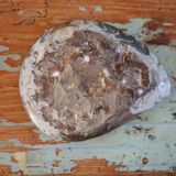 Polished Ammonite