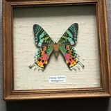 Butterfly frame "Urania Ripheus Madagascar"