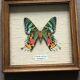 Cadre papillon "Urania Ripheus Madagascar"