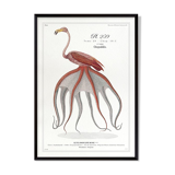 Chimera lithograph animal engraving - the pink flamoulpe