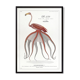 Chimera lithograph animal engraving - the pink flamoulpe