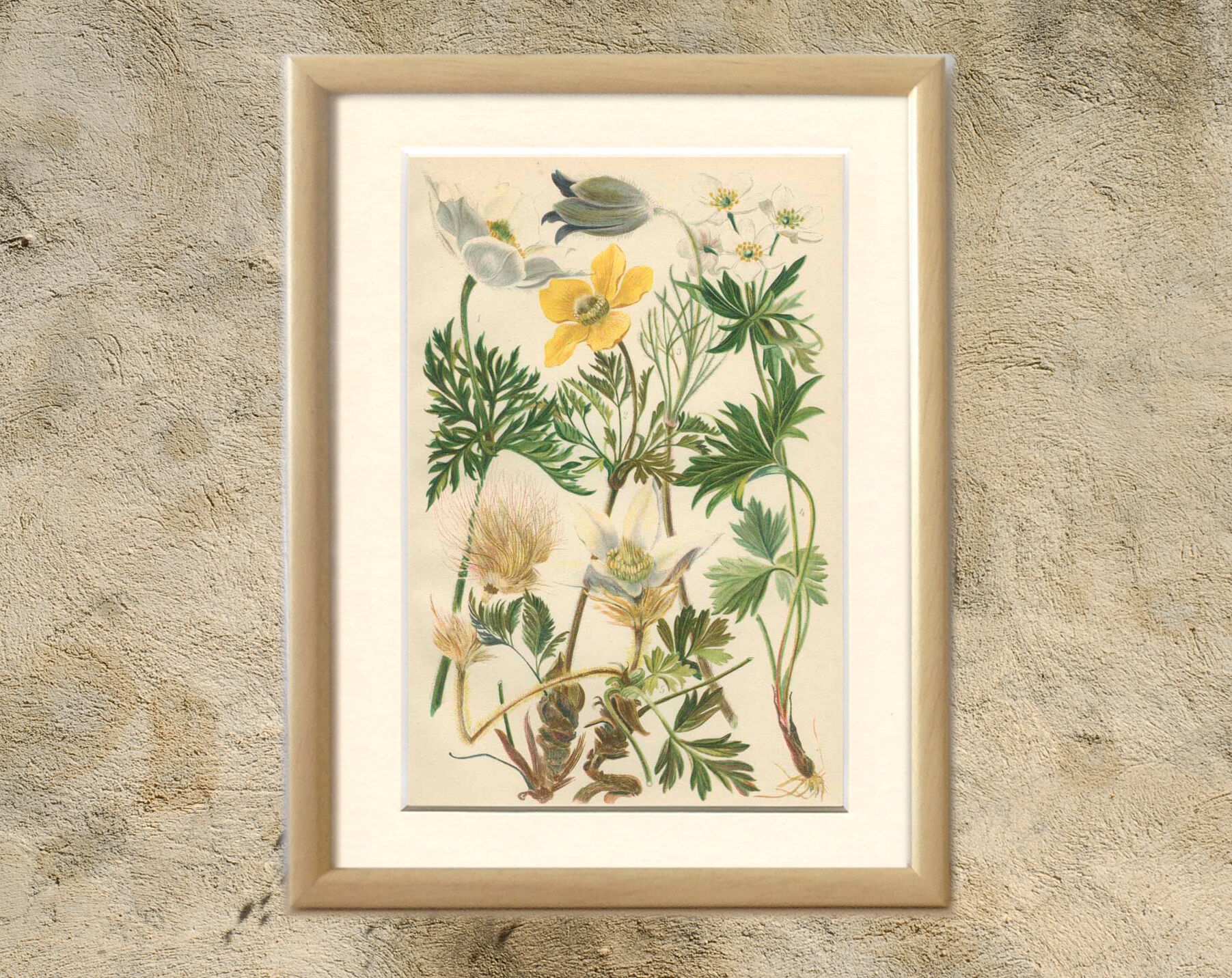 Botanical plate 1906: various anemones of the alps