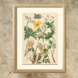 Botanical plate 1906: various anemones of the alps