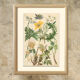 Botanical plate 1906: various anemones of the alps