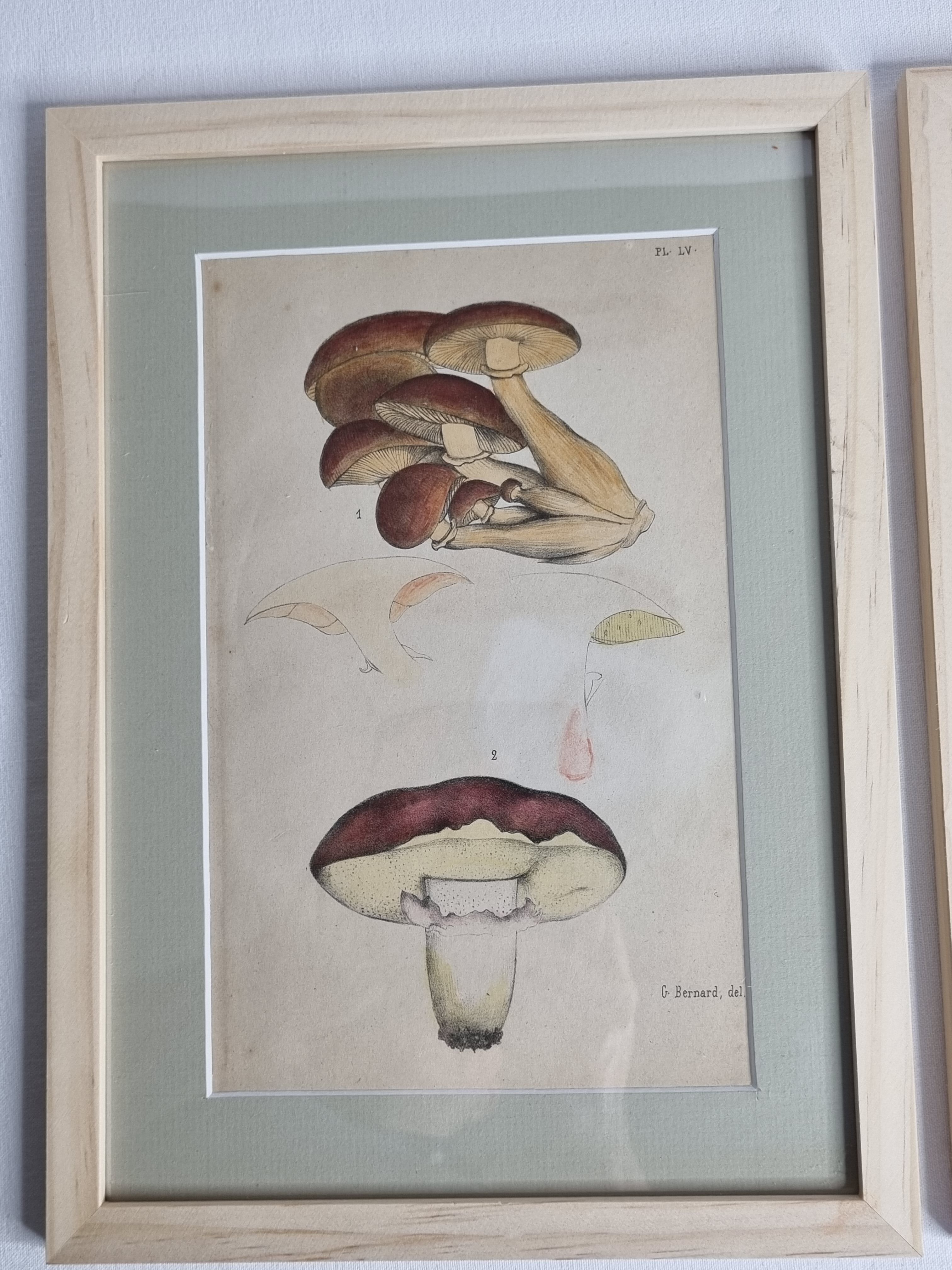 Deux anciennes gravures de champignons aquarellées XIXème siècle d'après G. Bernard