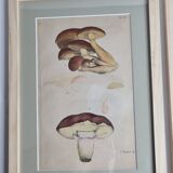 Two old engravings of watercolor mushrooms nineteenth century after G. Bernard