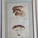 Two old engravings of watercolor mushrooms nineteenth century after G. Bernard