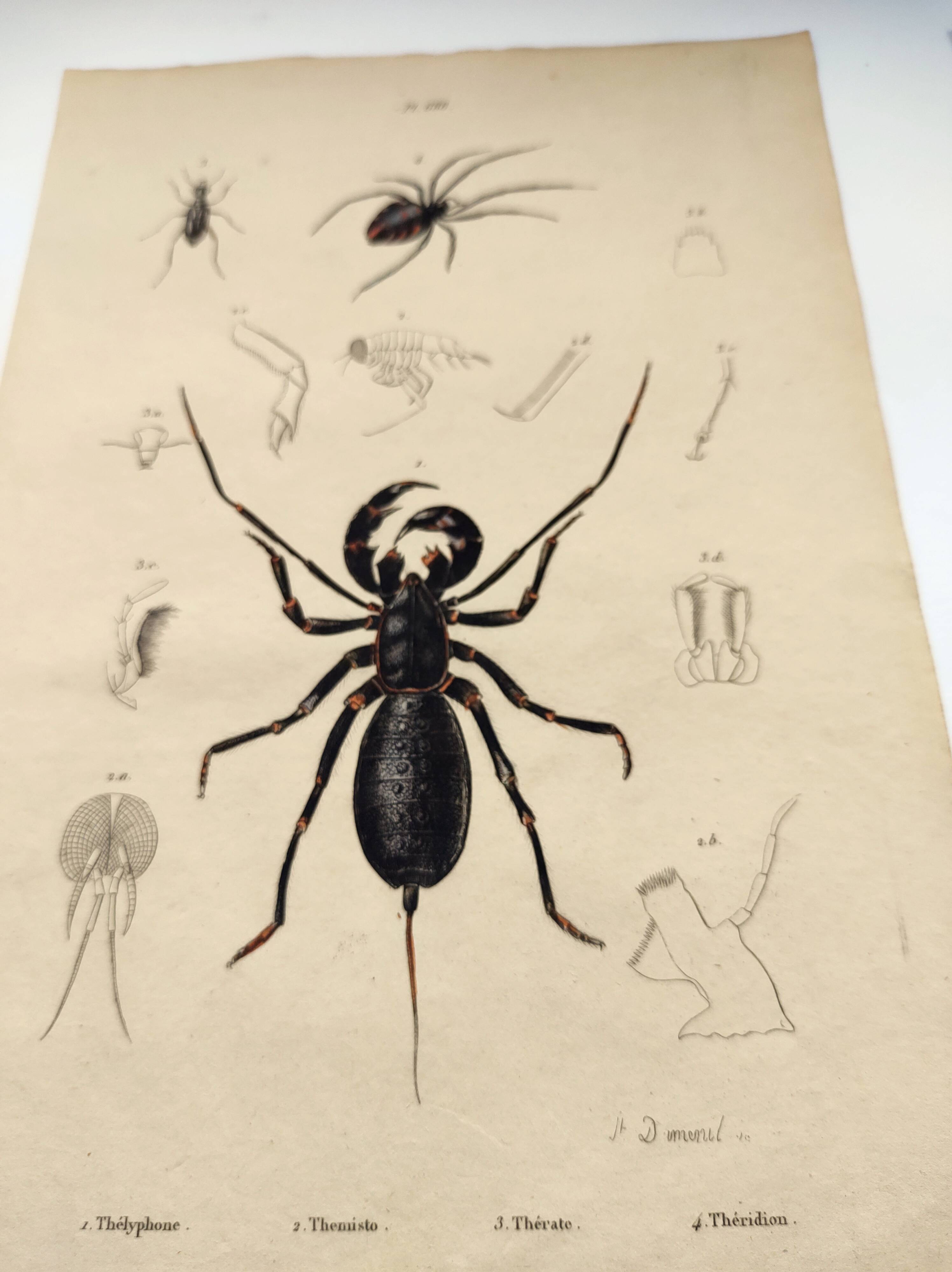 Zoological Plate - Scorpion and spider - Old engraving from 1839, hand-colored