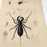 Zoological Plate - Scorpion and spider - Old engraving from 1839, hand-colored
