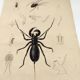 Zoological Plate - Scorpion and spider - Old engraving from 1839, hand-colored