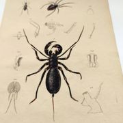 Zoological Plate - Scorpion and spider - Old engraving from 1839, hand-colored