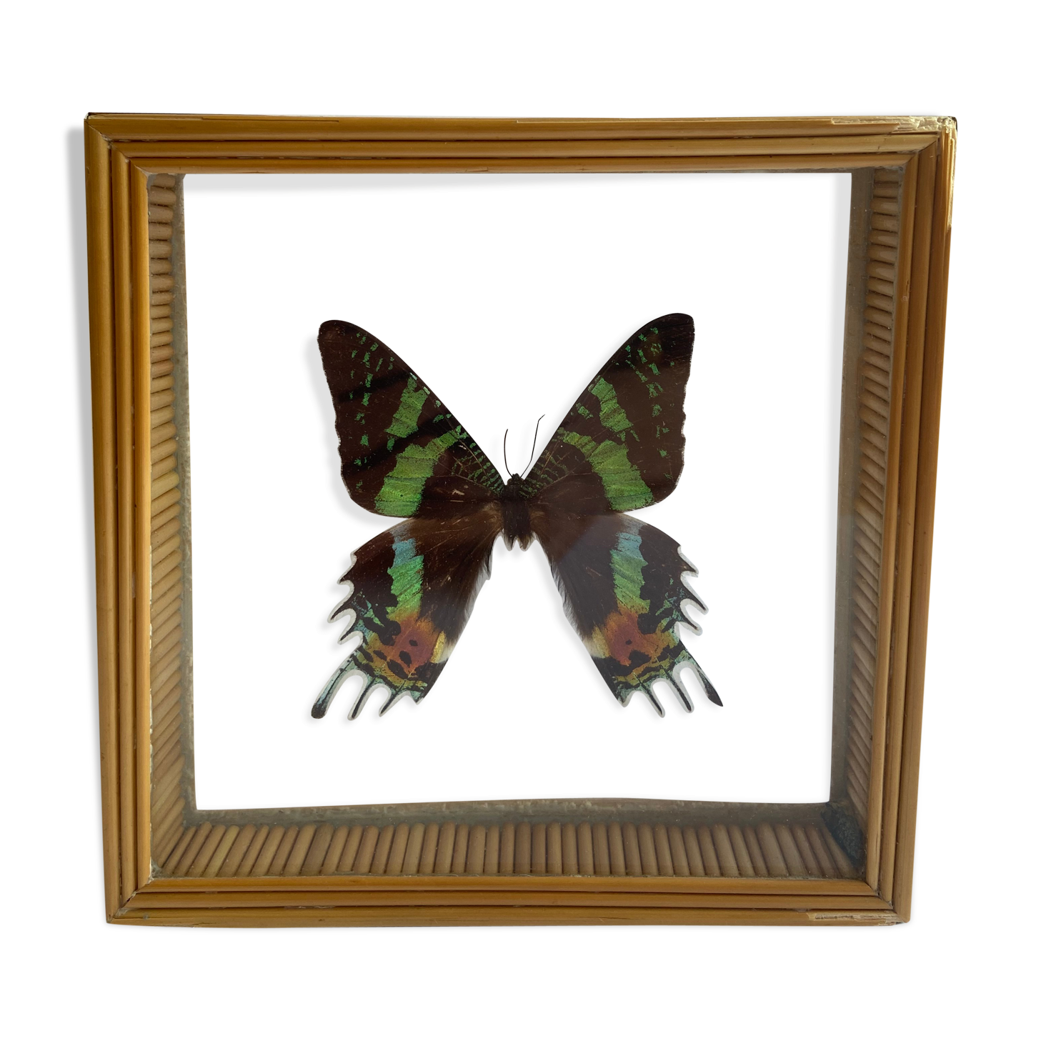 Naturalized framed butterfly