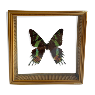 Naturalized framed butterfly