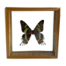 Naturalized framed butterfly