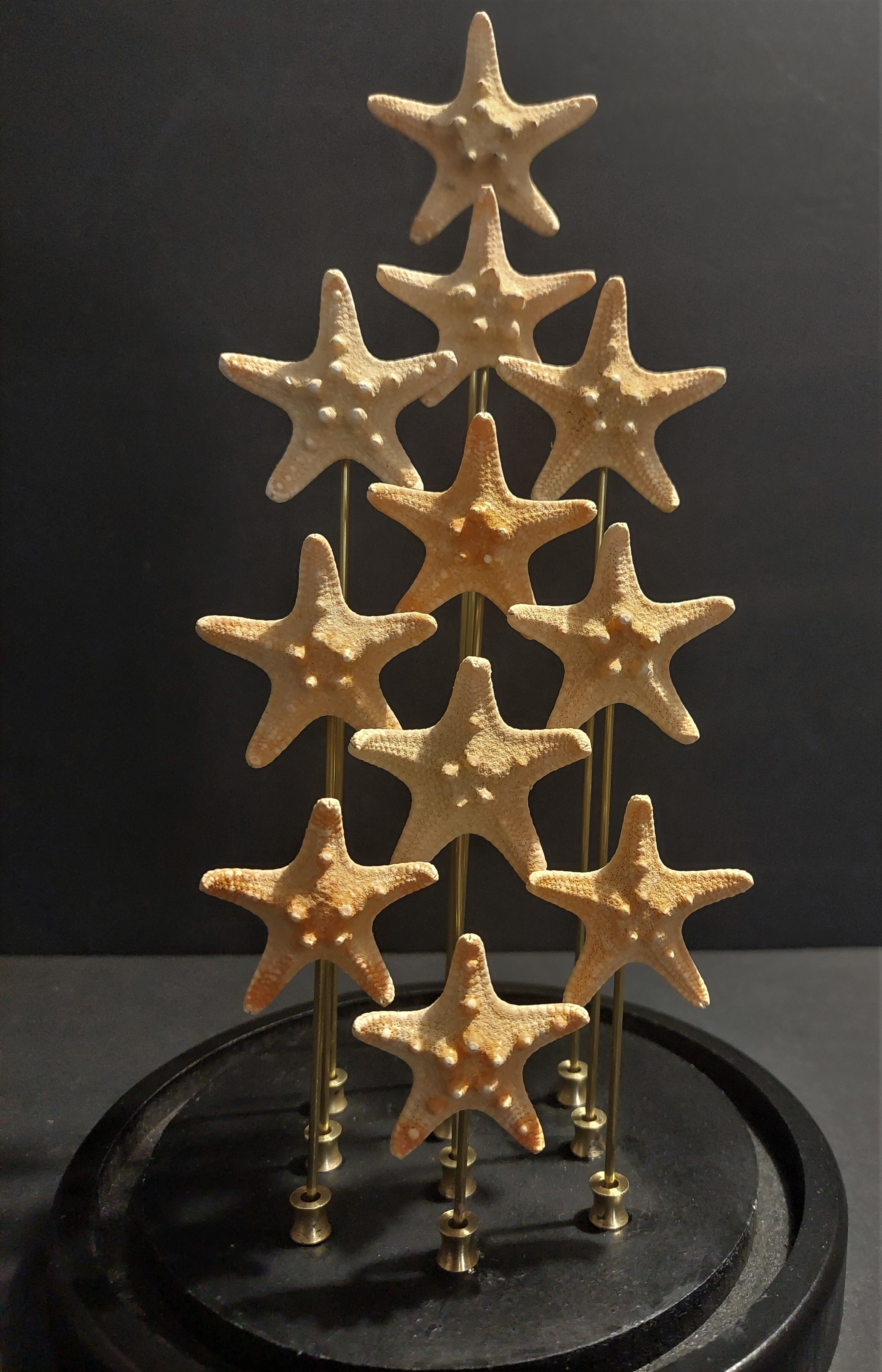 Cabinet of Curiosities starfish globe protoreaster nodosus