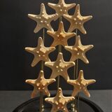 Cabinet of Curiosities starfish globe protoreaster nodosus