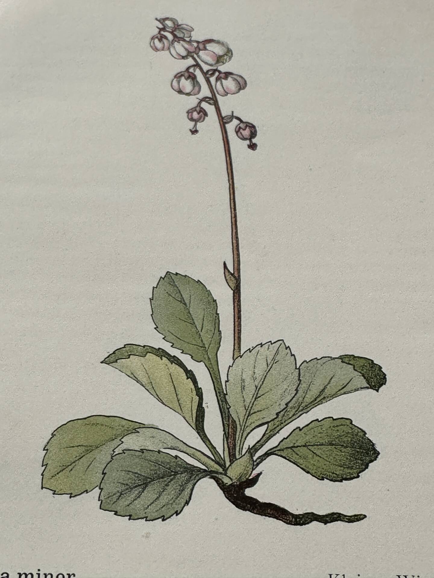 Botanical Plate 1800 Old naturalist engraving 19th century double-sided