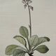 Botanical Plate 1800 Old naturalist engraving 19th century double-sided