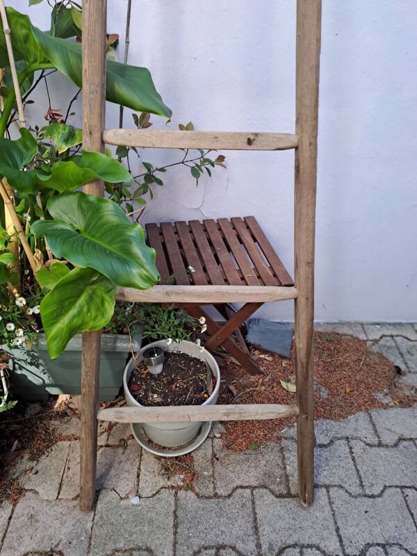 Echelle de cueillette en bois vintage 7 barreaux