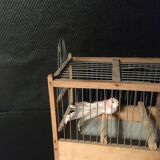 Cage oiseaux ancienne en bois