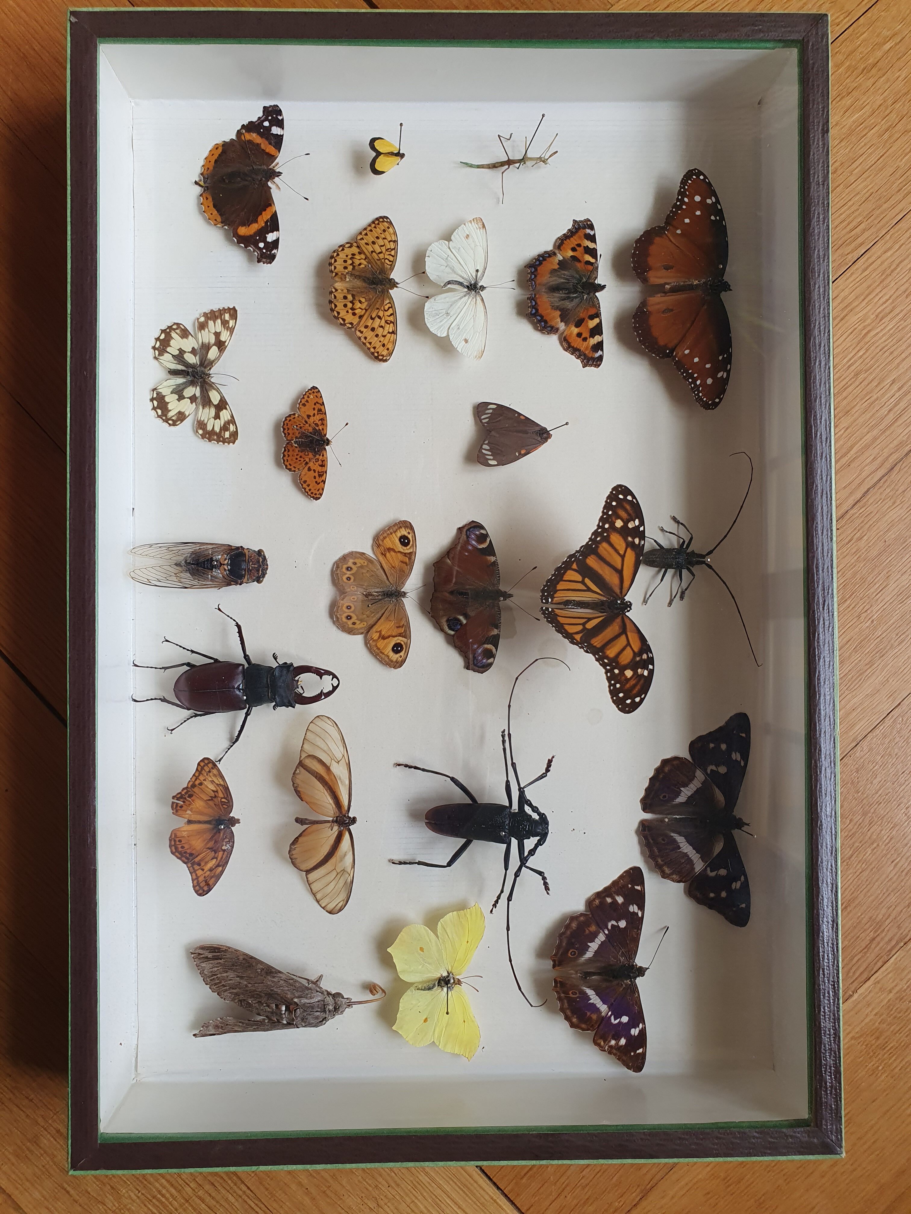 Butterfly showcase old collection
