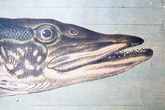 Educational poster, luce, carp, lithograph, Karl Jansky, Böhmen, 1897